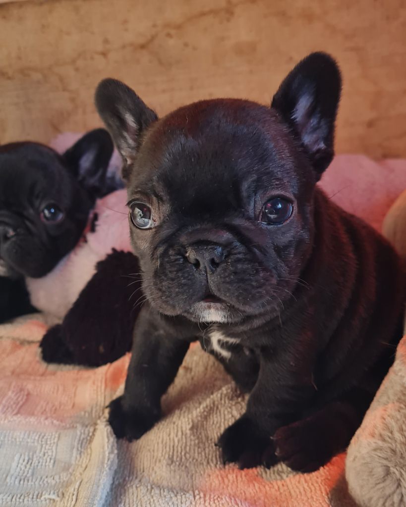 Du Dieudonne - Chiot disponible  - Bouledogue français