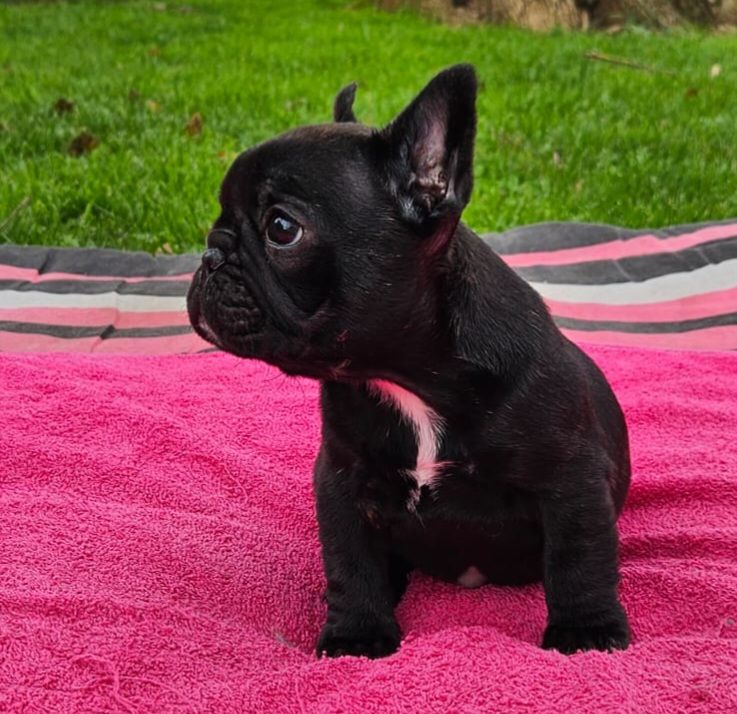 Du Dieudonne - Chiot disponible  - Bouledogue français