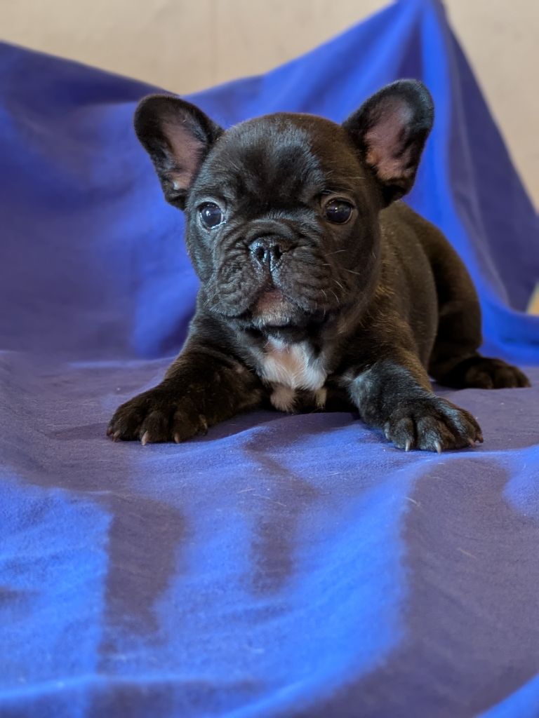 Du Dieudonne - Chiot disponible  - Bouledogue français