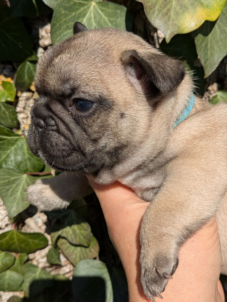 Du Dieudonne - Chiot disponible  - Bouledogue français