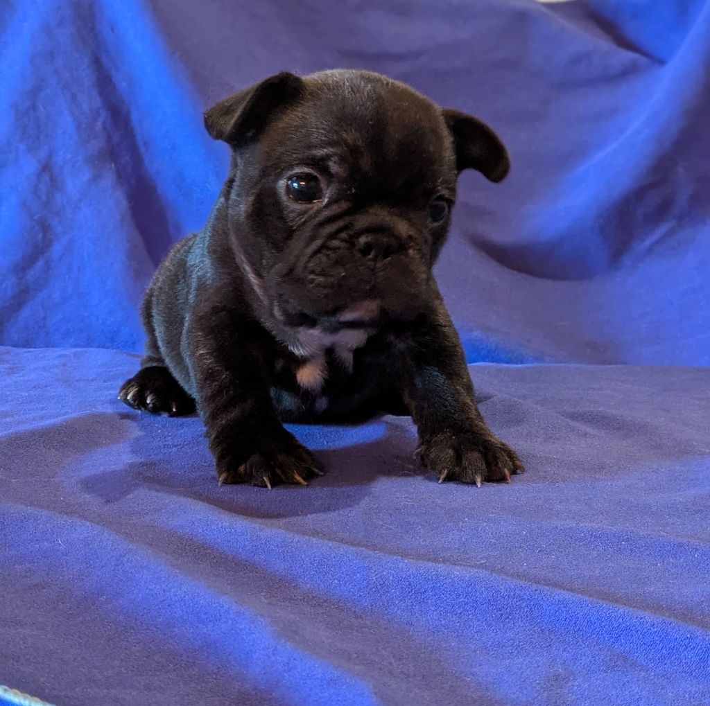 Du Dieudonne - Chiot disponible  - Bouledogue français