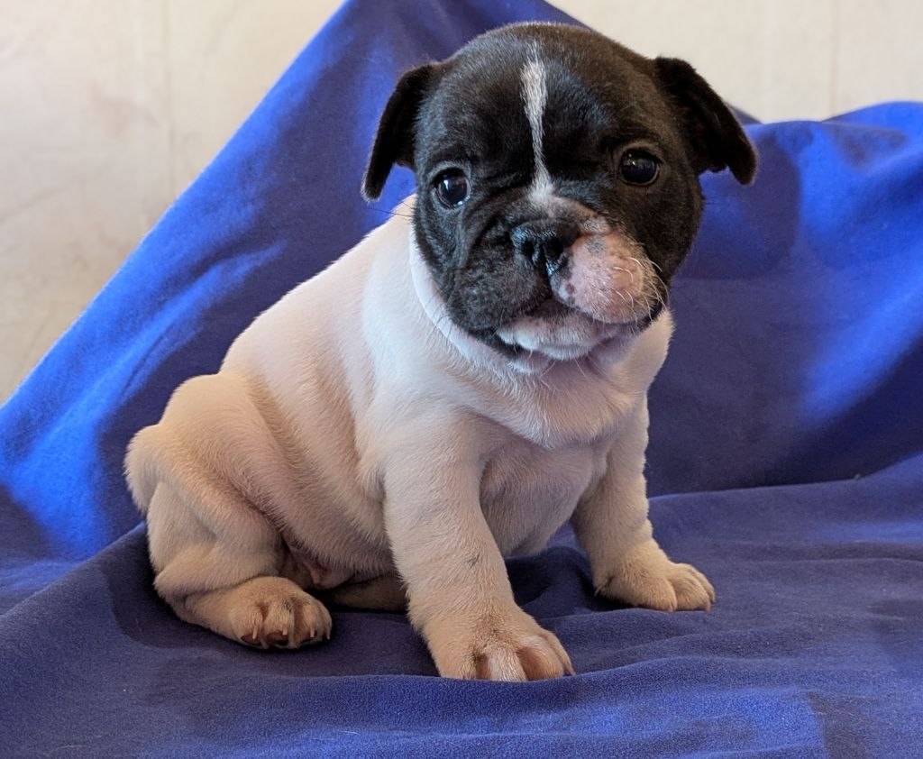 Du Dieudonne - Chiot disponible  - Bouledogue français