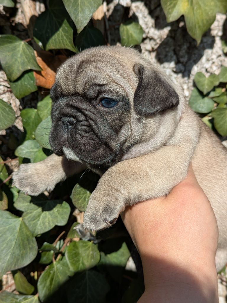 Du Dieudonne - Chiot disponible  - Bouledogue français