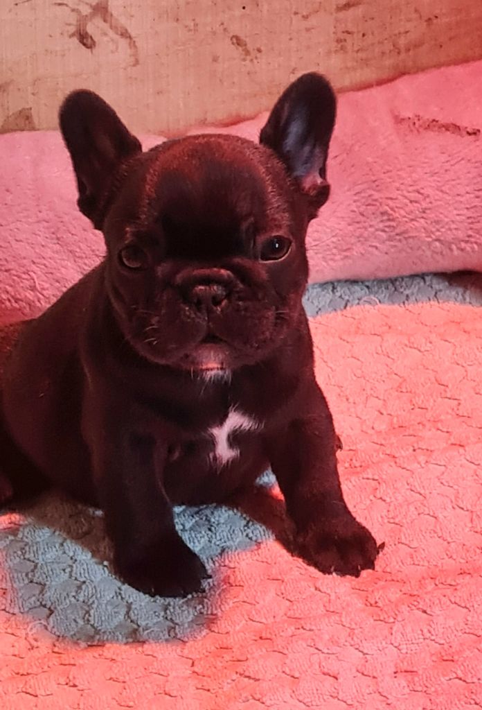 Du Dieudonne - Chiot disponible  - Bouledogue français