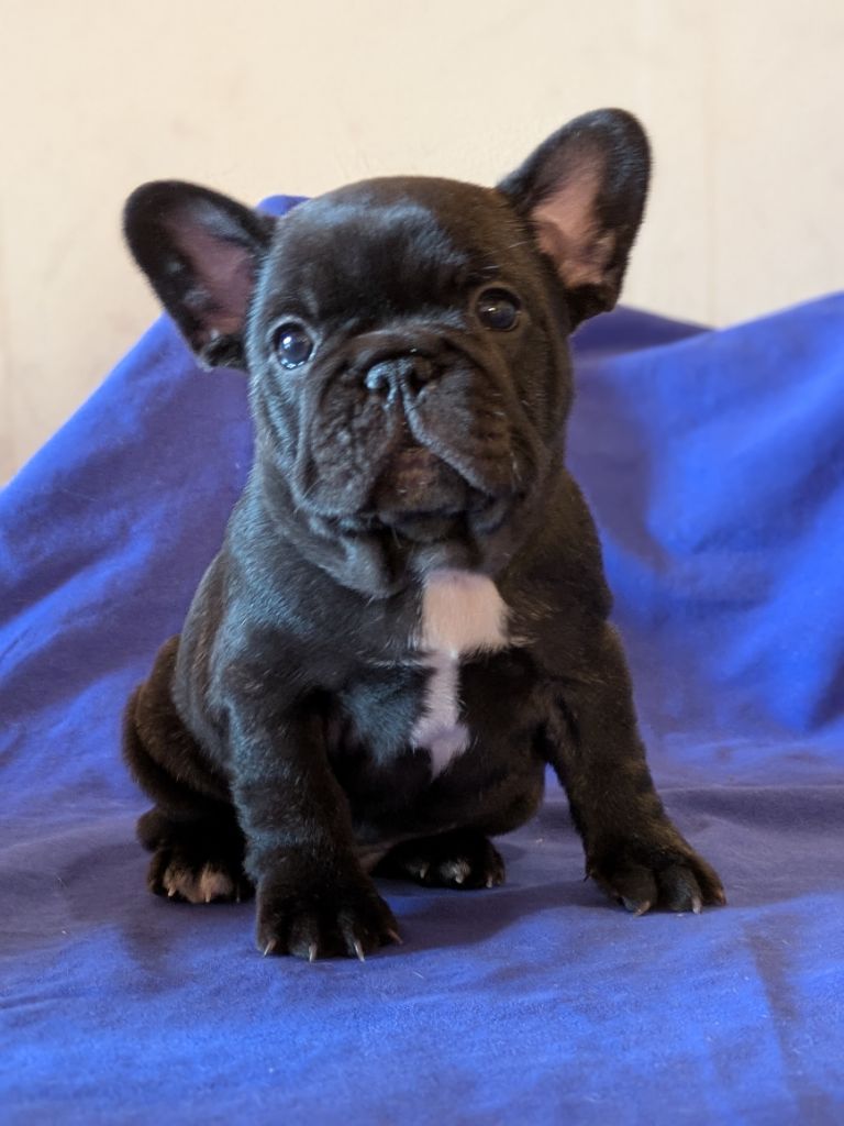 Du Dieudonne - Chiot disponible  - Bouledogue français