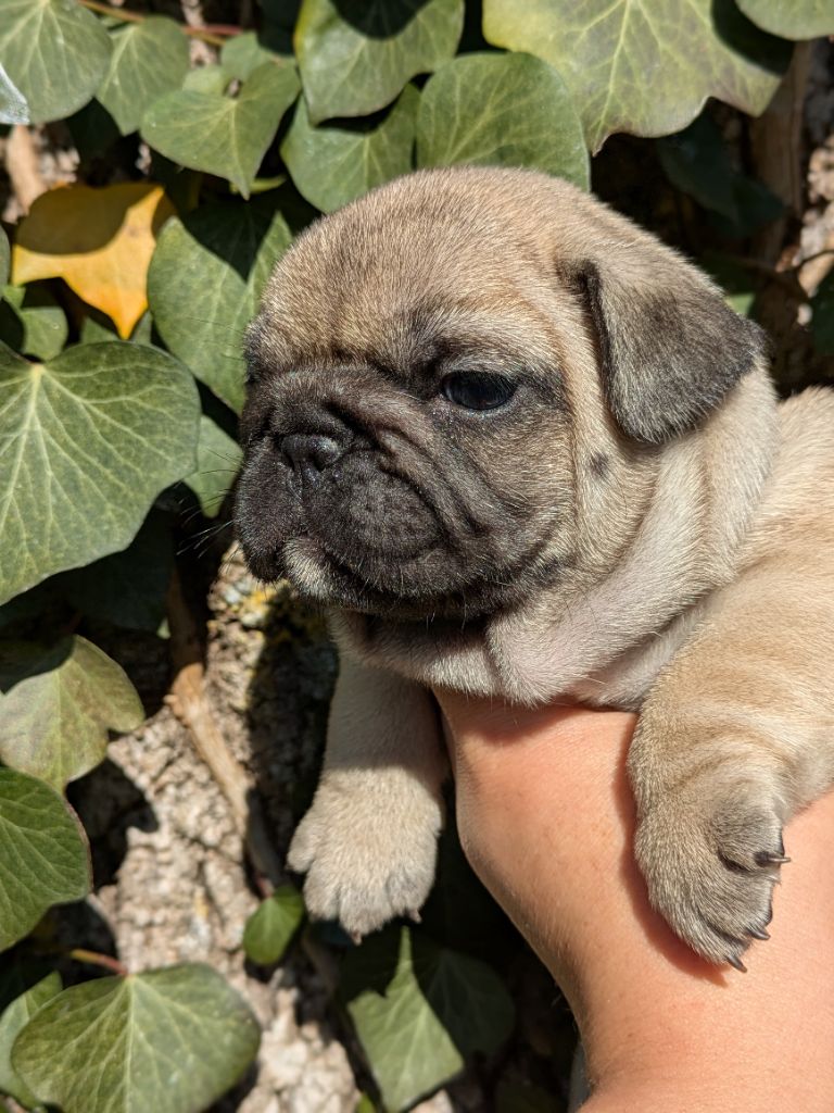 Du Dieudonne - Chiot disponible  - Bouledogue français