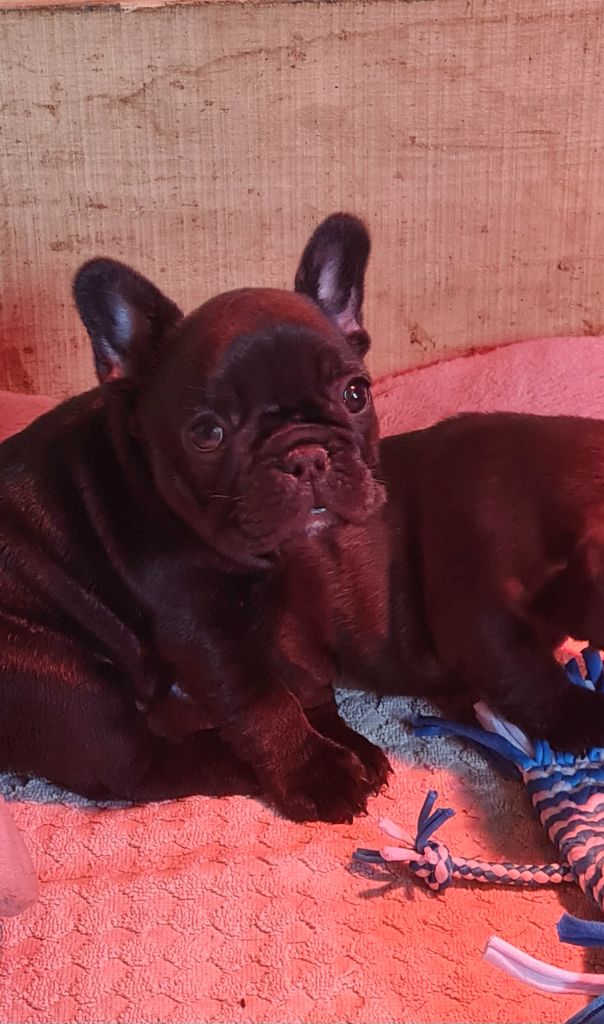 Du Dieudonne - Chiot disponible  - Bouledogue français