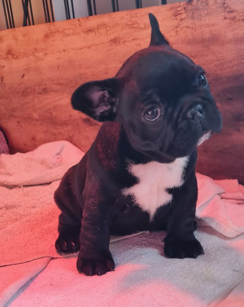 Du Dieudonne - Chiot disponible  - Bouledogue français