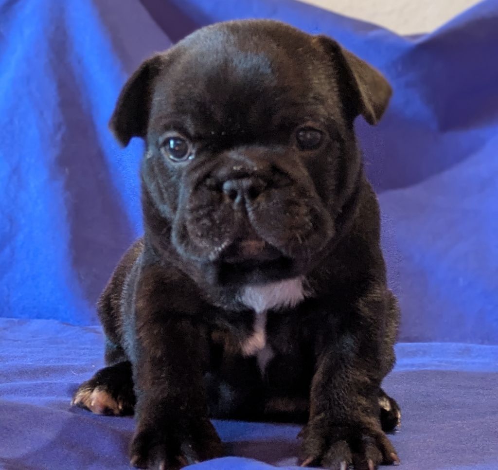 Du Dieudonne - Chiot disponible  - Bouledogue français