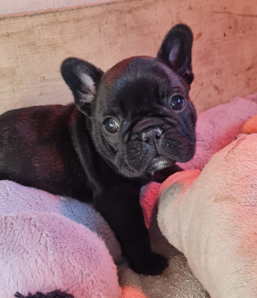 Du Dieudonne - Chiot disponible  - Bouledogue français