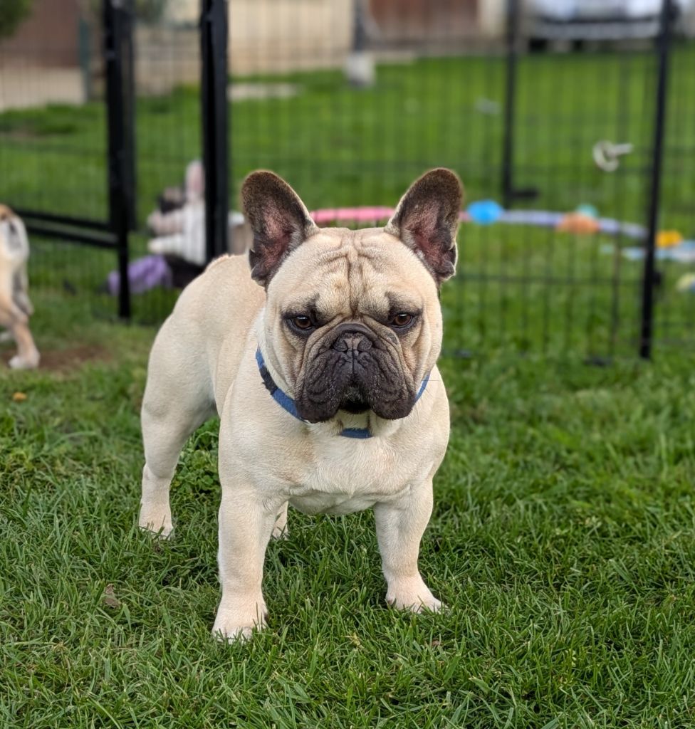 U'optimus primal du dieudonèe