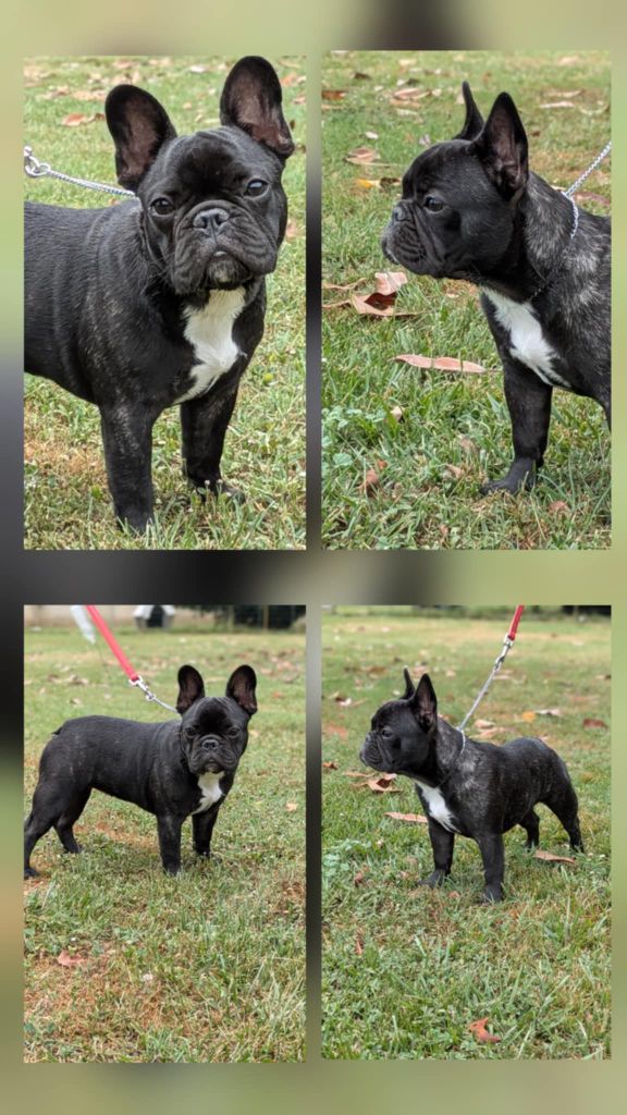 Chiot disponible 