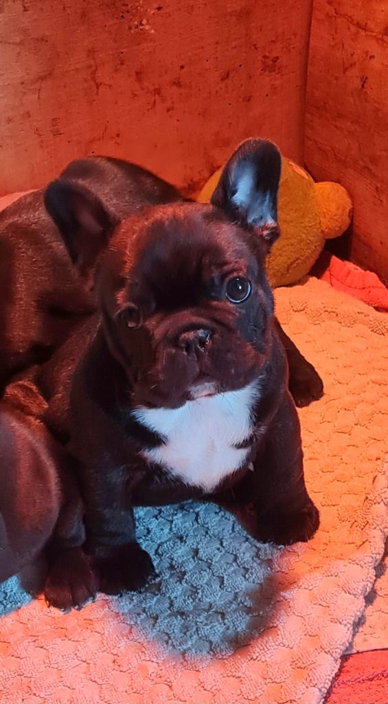 Du Dieudonne - Bouledogue français - Portée née le 05/10/2024