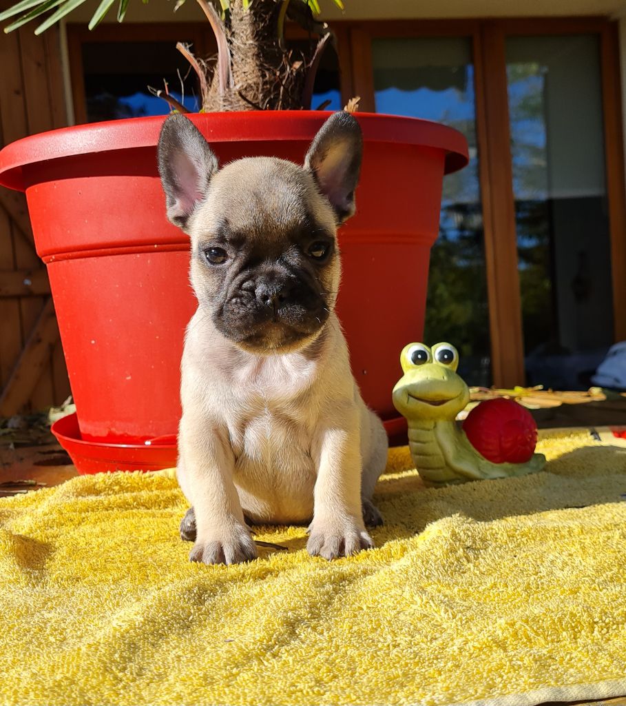 Du Dieudonne - Bouledogue français - Portée née le 07/10/2023