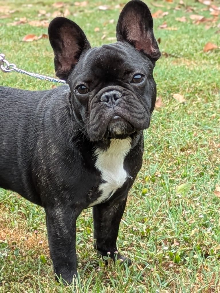 Du Dieudonne - Chiots disponibles - Bouledogue français