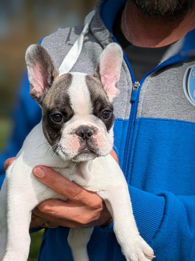 Du Dieudonne - Chiots disponibles - Bouledogue français