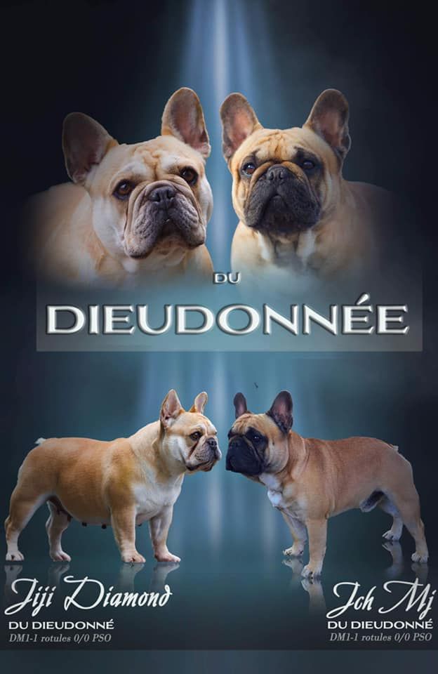 Du Dieudonne - Bouledogue français - Portée née le 07/09/2021