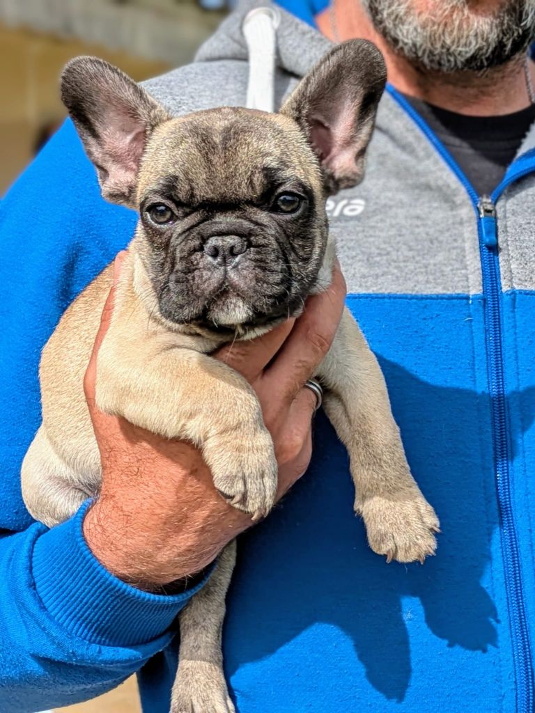 Du Dieudonne - Chiots disponibles - Bouledogue français