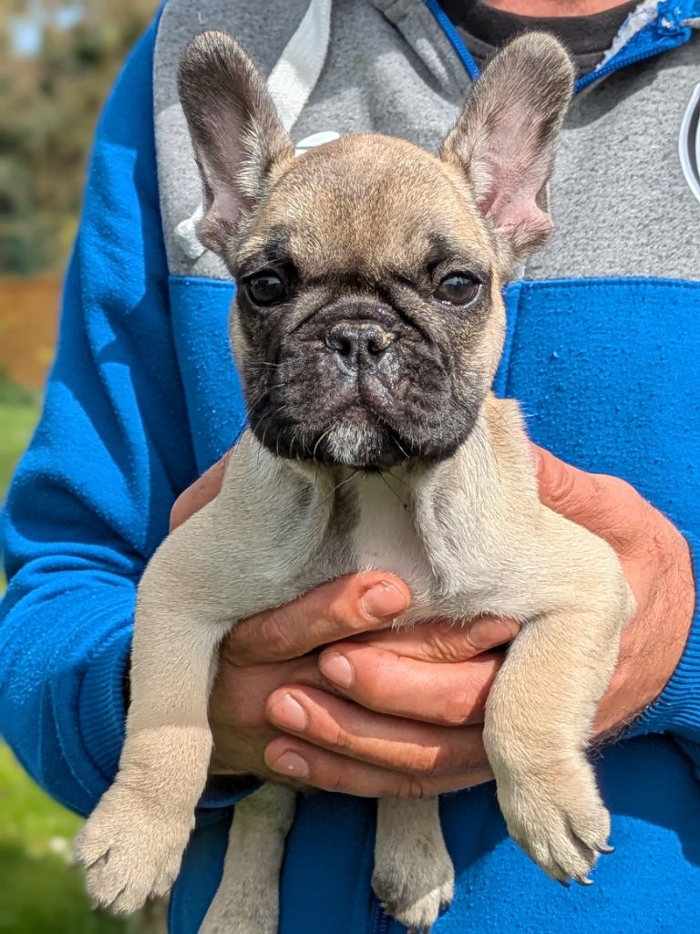 Du Dieudonne - Chiots disponibles - Bouledogue français