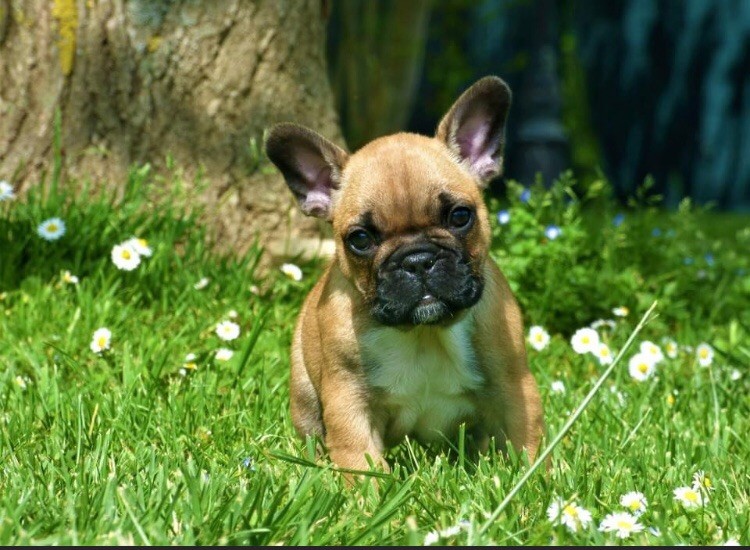 Du Dieudonne - Bouledogue français - Portée née le 17/03/2022