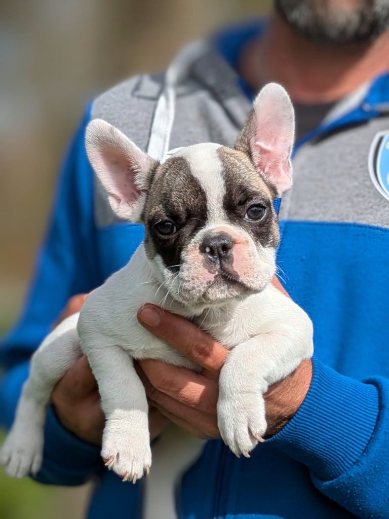 Du Dieudonne - Chiots disponibles - Bouledogue français